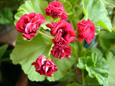 Krmz Katmerli Sardunya iei resmi. <i>(Ailesi: Geraniaceae, Tr: Pelargonium)</i> <br>ekim Tarihi: Mays 2005, Yer: stanbul-Annemin iekleri, Fotoraf: islamiSanat.net