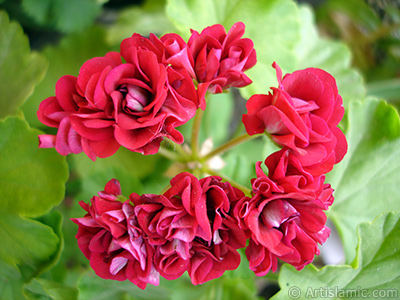 Krmz Katmerli Sardunya iei resmi. <i>(Ailesi: Geraniaceae, Tr: Pelargonium)</i> <br>ekim Tarihi: Mays 2005, Yer: stanbul-Annemin iekleri, Fotoraf: islamiSanat.net