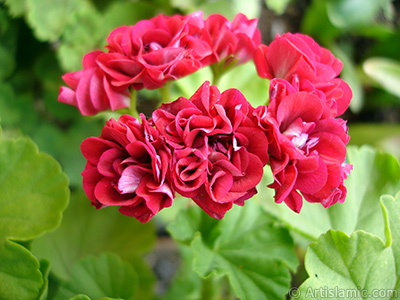 Krmz Katmerli Sardunya iei resmi. <i>(Ailesi: Geraniaceae, Tr: Pelargonium)</i> <br>ekim Tarihi: Mays 2005, Yer: stanbul-Annemin iekleri, Fotoraf: islamiSanat.net