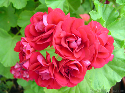 Krmz Katmerli Sardunya iei resmi. <i>(Ailesi: Geraniaceae, Tr: Pelargonium)</i> <br>ekim Tarihi: Haziran 2005, Yer: stanbul-Annemin iekleri, Fotoraf: islamiSanat.net