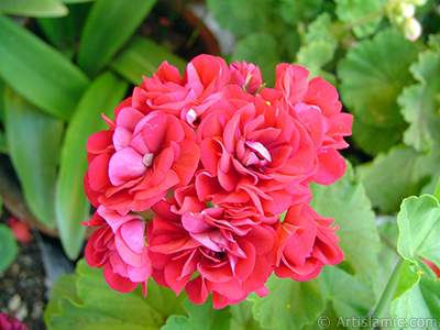 Krmz Katmerli Sardunya iei resmi. <i>(Ailesi: Geraniaceae, Tr: Pelargonium)</i> <br>ekim Tarihi: Haziran 2005, Yer: stanbul-Annemin iekleri, Fotoraf: islamiSanat.net