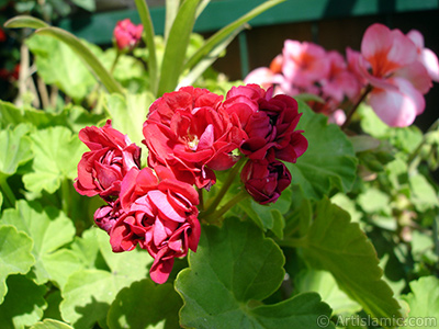 Krmz Katmerli Sardunya iei resmi. <i>(Ailesi: Geraniaceae, Tr: Pelargonium)</i> <br>ekim Tarihi: Mays 2006, Yer: stanbul-Annemin iekleri, Fotoraf: islamiSanat.net