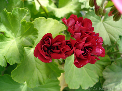 Krmz Katmerli Sardunya iei resmi. <i>(Ailesi: Geraniaceae, Tr: Pelargonium)</i> <br>ekim Tarihi: Mays 2006, Yer: stanbul-Annemin iekleri, Fotoraf: islamiSanat.net