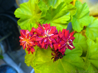 Krmz Katmerli Sardunya iei resmi. <i>(Ailesi: Geraniaceae, Tr: Pelargonium)</i> <br>ekim Tarihi: Eyll 2007, Yer: stanbul-Annemin iekleri, Fotoraf: islamiSanat.net