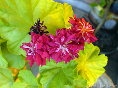 Krmz Katmerli Sardunya iei resmi. <i>(Ailesi: Geraniaceae, Tr: Pelargonium)</i> <br>ekim Tarihi: Eyll 2007, Yer: stanbul-Annemin iekleri, Fotoraf: islamiSanat.net