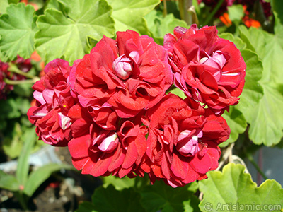 Krmz Katmerli Sardunya iei resmi. <i>(Ailesi: Geraniaceae, Tr: Pelargonium)</i> <br>ekim Tarihi: Haziran 2006, Yer: stanbul-Annemin iekleri, Fotoraf: islamiSanat.net