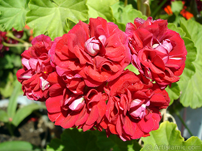 Krmz Katmerli Sardunya iei resmi. <i>(Ailesi: Geraniaceae, Tr: Pelargonium)</i> <br>ekim Tarihi: Haziran 2006, Yer: stanbul-Annemin iekleri, Fotoraf: islamiSanat.net