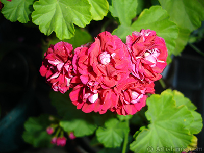 Krmz Katmerli Sardunya iei resmi. <i>(Ailesi: Geraniaceae, Tr: Pelargonium)</i> <br>ekim Tarihi: Haziran 2006, Yer: stanbul-Annemin iekleri, Fotoraf: islamiSanat.net