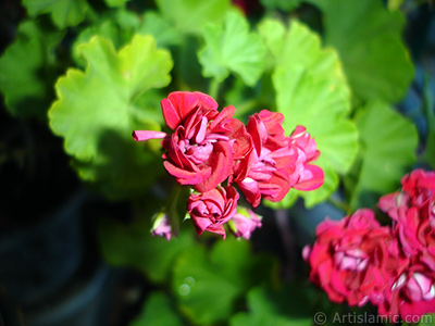 Krmz Katmerli Sardunya iei resmi. <i>(Ailesi: Geraniaceae, Tr: Pelargonium)</i> <br>ekim Tarihi: Haziran 2006, Yer: stanbul-Annemin iekleri, Fotoraf: islamiSanat.net