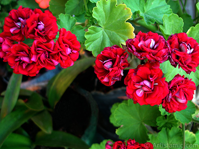 Krmz Katmerli Sardunya iei resmi. <i>(Ailesi: Geraniaceae, Tr: Pelargonium)</i> <br>ekim Tarihi: Haziran 2006, Yer: stanbul-Annemin iekleri, Fotoraf: islamiSanat.net