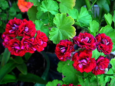 Red color Pelargonia -Geranium- flower. <i>(Family: Geraniaceae, Species: Pelargonium)</i> <br>Photo Date: June 2006, Location: Turkey/Istanbul-Mother`s Flowers, By: Artislamic.com