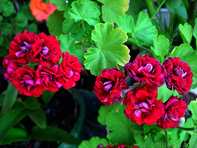 Krmz Katmerli Sardunya iei resmi. <i>(Ailesi: Geraniaceae, Tr: Pelargonium)</i> <br>ekim Tarihi: Haziran 2006, Yer: stanbul-Annemin iekleri, Fotoraf: islamiSanat.net