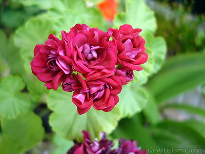 Krmz Katmerli Sardunya iei resmi. <i>(Ailesi: Geraniaceae, Tr: Pelargonium)</i> <br>ekim Tarihi: Haziran 2006, Yer: stanbul-Annemin iekleri, Fotoraf: islamiSanat.net