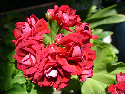 Red color Pelargonia -Geranium- flower. <i>(Family: Geraniaceae, Species: Pelargonium)</i> <br>Photo Date: June 2006, Location: Turkey/Istanbul-Mother`s Flowers, By: Artislamic.com