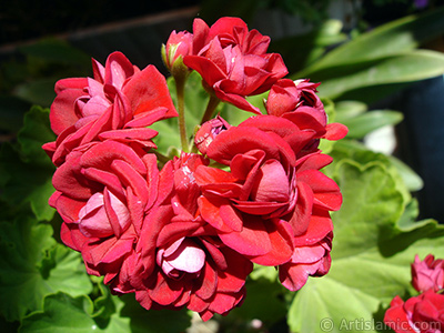 Krmz Katmerli Sardunya iei resmi. <i>(Ailesi: Geraniaceae, Tr: Pelargonium)</i> <br>ekim Tarihi: Haziran 2006, Yer: stanbul-Annemin iekleri, Fotoraf: islamiSanat.net