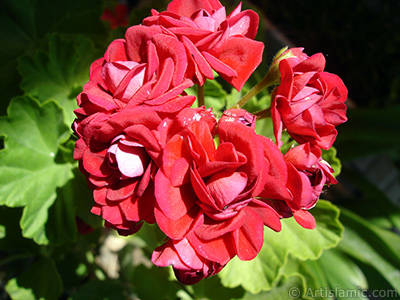 Krmz Katmerli Sardunya iei resmi. <i>(Ailesi: Geraniaceae, Tr: Pelargonium)</i> <br>ekim Tarihi: Haziran 2006, Yer: stanbul-Annemin iekleri, Fotoraf: islamiSanat.net