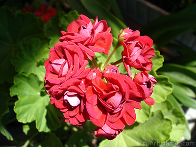 Krmz Katmerli Sardunya iei resmi. <i>(Ailesi: Geraniaceae, Tr: Pelargonium)</i> <br>ekim Tarihi: Haziran 2006, Yer: stanbul-Annemin iekleri, Fotoraf: islamiSanat.net