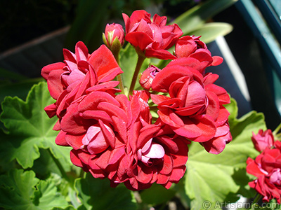 Krmz Katmerli Sardunya iei resmi. <i>(Ailesi: Geraniaceae, Tr: Pelargonium)</i> <br>ekim Tarihi: Haziran 2006, Yer: stanbul-Annemin iekleri, Fotoraf: islamiSanat.net