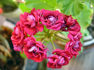 Krmz Katmerli Sardunya iei resmi. <i>(Ailesi: Geraniaceae, Tr: Pelargonium)</i> <br>ekim Tarihi: Haziran 2006, Yer: stanbul-Annemin iekleri, Fotoraf: islamiSanat.net