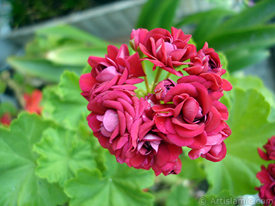 Krmz Katmerli Sardunya iei resmi. <i>(Ailesi: Geraniaceae, Tr: Pelargonium)</i> <br>ekim Tarihi: Haziran 2006, Yer: stanbul-Annemin iekleri, Fotoraf: islamiSanat.net