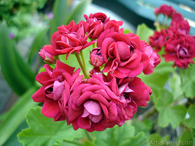 Krmz Katmerli Sardunya iei resmi. <i>(Ailesi: Geraniaceae, Tr: Pelargonium)</i> <br>ekim Tarihi: Haziran 2006, Yer: stanbul-Annemin iekleri, Fotoraf: islamiSanat.net