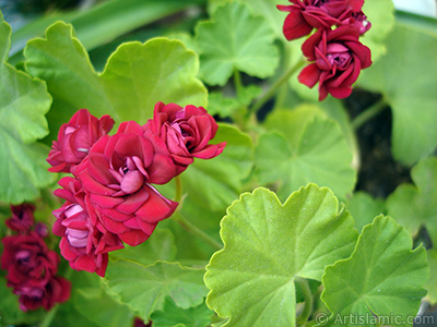 Krmz Katmerli Sardunya iei resmi. <i>(Ailesi: Geraniaceae, Tr: Pelargonium)</i> <br>ekim Tarihi: Haziran 2006, Yer: stanbul-Annemin iekleri, Fotoraf: islamiSanat.net