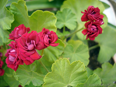 Krmz Katmerli Sardunya iei resmi. <i>(Ailesi: Geraniaceae, Tr: Pelargonium)</i> <br>ekim Tarihi: Haziran 2006, Yer: stanbul-Annemin iekleri, Fotoraf: islamiSanat.net