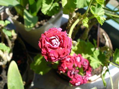 Red color Pelargonia -Geranium- flower. <i>(Family: Geraniaceae, Species: Pelargonium)</i> <br>Photo Date: June 2006, Location: Turkey/Istanbul-Mother`s Flowers, By: Artislamic.com