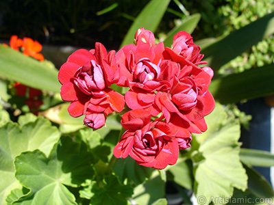 Krmz Katmerli Sardunya iei resmi. <i>(Ailesi: Geraniaceae, Tr: Pelargonium)</i> <br>ekim Tarihi: Temmuz 2006, Yer: stanbul-Annemin iekleri, Fotoraf: islamiSanat.net