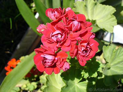 Krmz Katmerli Sardunya iei resmi. <i>(Ailesi: Geraniaceae, Tr: Pelargonium)</i> <br>ekim Tarihi: Temmuz 2006, Yer: stanbul-Annemin iekleri, Fotoraf: islamiSanat.net