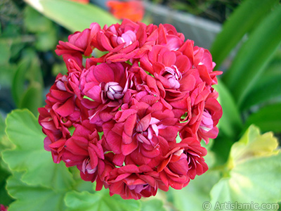 Red color Pelargonia -Geranium- flower. <i>(Family: Geraniaceae, Species: Pelargonium)</i> <br>Photo Date: July 2006, Location: Turkey/Istanbul-Mother`s Flowers, By: Artislamic.com