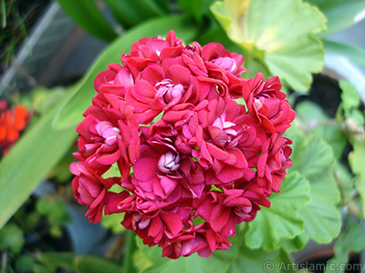 Krmz Katmerli Sardunya iei resmi. <i>(Ailesi: Geraniaceae, Tr: Pelargonium)</i> <br>ekim Tarihi: Temmuz 2006, Yer: stanbul-Annemin iekleri, Fotoraf: islamiSanat.net