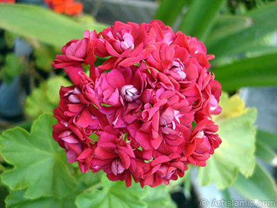 Red color Pelargonia -Geranium- flower. <i>(Family: Geraniaceae, Species: Pelargonium)</i> <br>Photo Date: July 2006, Location: Turkey/Istanbul-Mother`s Flowers, By: Artislamic.com