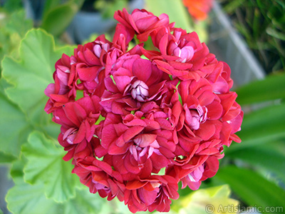 Krmz Katmerli Sardunya iei resmi. <i>(Ailesi: Geraniaceae, Tr: Pelargonium)</i> <br>ekim Tarihi: Temmuz 2006, Yer: stanbul-Annemin iekleri, Fotoraf: islamiSanat.net