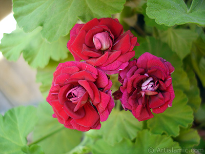 Krmz Katmerli Sardunya iei resmi. <i>(Ailesi: Geraniaceae, Tr: Pelargonium)</i> <br>ekim Tarihi: Mays 2008, Yer: stanbul-Annemin iekleri, Fotoraf: islamiSanat.net