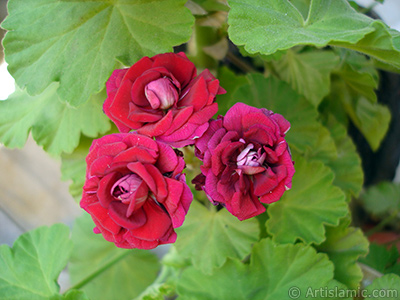 Krmz Katmerli Sardunya iei resmi. <i>(Ailesi: Geraniaceae, Tr: Pelargonium)</i> <br>ekim Tarihi: Mays 2008, Yer: stanbul-Annemin iekleri, Fotoraf: islamiSanat.net