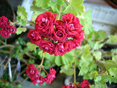 Red color Pelargonia -Geranium- flower. <i>(Family: Geraniaceae, Species: Pelargonium)</i> <br>Photo Date: June 2009, Location: Turkey/Istanbul-Mother`s Flowers, By: Artislamic.com