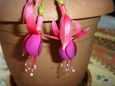 Red and purple color Fuchsia Hybrid flower. <i>(Family: Onagraceae, Species: Fuchsia x hybrida)</i> <br>Photo Date: October 2007, Location: Turkey/Istanbul-Mother`s Flowers, By: Artislamic.com