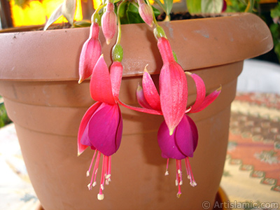 Red and purple color Fuchsia Hybrid flower. <i>(Family: Onagraceae, Species: Fuchsia x hybrida)</i> <br>Photo Date: October 2007, Location: Turkey/Istanbul-Mother`s Flowers, By: Artislamic.com