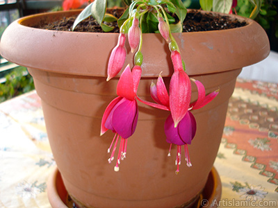 Red and purple color Fuchsia Hybrid flower. <i>(Family: Onagraceae, Species: Fuchsia x hybrida)</i> <br>Photo Date: October 2007, Location: Turkey/Istanbul-Mother`s Flowers, By: Artislamic.com
