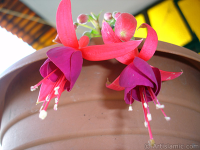 Red and purple color Fuchsia Hybrid flower. <i>(Family: Onagraceae, Species: Fuchsia x hybrida)</i> <br>Photo Date: October 2007, Location: Turkey/Istanbul-Mother`s Flowers, By: Artislamic.com