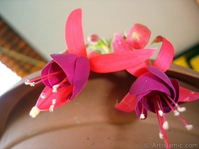 Red and purple color Fuchsia Hybrid flower. <i>(Family: Onagraceae, Species: Fuchsia x hybrida)</i> <br>Photo Date: October 2007, Location: Turkey/Istanbul-Mother`s Flowers, By: Artislamic.com