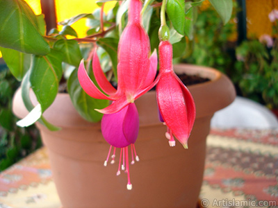 Red and purple color Fuchsia Hybrid flower. <i>(Family: Onagraceae, Species: Fuchsia x hybrida)</i> <br>Photo Date: October 2007, Location: Turkey/Istanbul-Mother`s Flowers, By: Artislamic.com