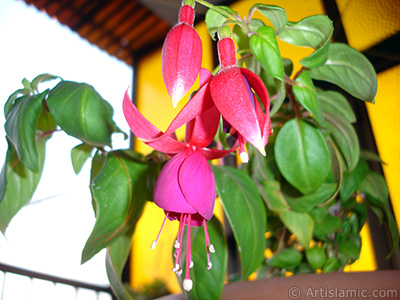 Red and purple color Fuchsia Hybrid flower. <i>(Family: Onagraceae, Species: Fuchsia x hybrida)</i> <br>Photo Date: October 2007, Location: Turkey/Istanbul-Mother`s Flowers, By: Artislamic.com