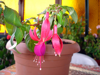 Red and purple color Fuchsia Hybrid flower. <i>(Family: Onagraceae, Species: Fuchsia x hybrida)</i> <br>Photo Date: October 2007, Location: Turkey/Istanbul-Mother`s Flowers, By: Artislamic.com