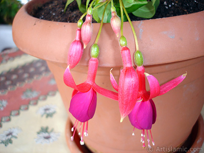 Red and purple color Fuchsia Hybrid flower. <i>(Family: Onagraceae, Species: Fuchsia x hybrida)</i> <br>Photo Date: October 2007, Location: Turkey/Istanbul-Mother`s Flowers, By: Artislamic.com