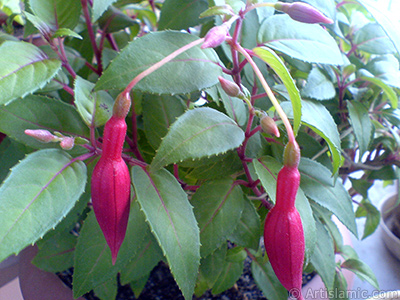 Red and purple color Fuchsia Hybrid flower. <i>(Family: Onagraceae, Species: Fuchsia x hybrida)</i> <br>Photo Date: May 2008, Location: Turkey/Istanbul-Mother`s Flowers, By: Artislamic.com