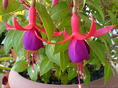 Red and purple color Fuchsia Hybrid flower. <i>(Family: Onagraceae, Species: Fuchsia x hybrida)</i> <br>Photo Date: May 2008, Location: Turkey/Istanbul-Mother`s Flowers, By: Artislamic.com