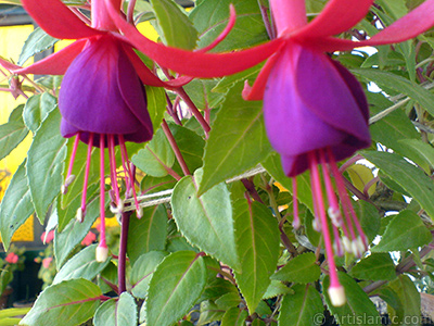 Red and purple color Fuchsia Hybrid flower. <i>(Family: Onagraceae, Species: Fuchsia x hybrida)</i> <br>Photo Date: May 2008, Location: Turkey/Istanbul-Mother`s Flowers, By: Artislamic.com