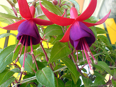 Red and purple color Fuchsia Hybrid flower. <i>(Family: Onagraceae, Species: Fuchsia x hybrida)</i> <br>Photo Date: May 2008, Location: Turkey/Istanbul-Mother`s Flowers, By: Artislamic.com